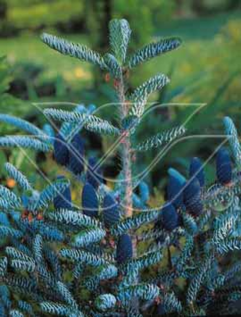 Пихта С Синими Шишками Фото – Telegraph